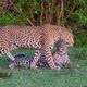 Leopard Mothers Love