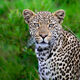 Eye of the Leopard