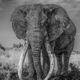 TUSKER