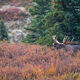 Call of the wild, Moose style