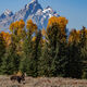 Moose Beneath the Tetons