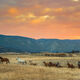 Sunrise Roundup | fine art western print