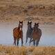 Surprised at the waterhole