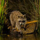 Pond Coon