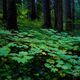 The Green Way