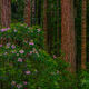 Rhododendrons and Redwoods in the Redwood Forest. | Click For Details