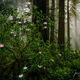 The Redwood Forest. | Click For Details