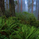 Rhododendrons and redwoods from the Redwood Forest. | Click For Details