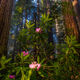 Rhododendrons and redwoods in the dark Redwood Forest.