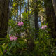 Pink Rhododendrons and redwoods in the Redwood Forest.