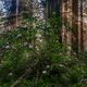Morning Rhododendrons and Redwoods in the Redwood Forest.