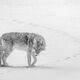 Coyote Picture 19