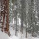Sequoia Guardian 
