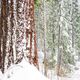 Sequoia Red