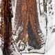 Sequoia Cavern