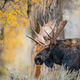 Teton Bull Moose