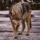 Grand Teton Wolf