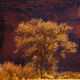 Canyon Autumn Color