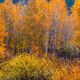 Grand Teton Photo Print 13