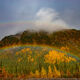 Trees of the Arctic