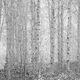 Snowy Birch Trees
