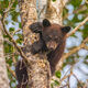 Tree Hugger | Black Bear 