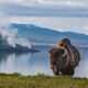 Buffalo Point on Yellowstone Lake