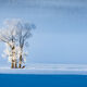 Frosty Pair 