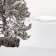 A little shelter from winter snow