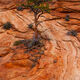Zion Simplicity