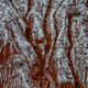 Red Winter Ridges Zion Photo
