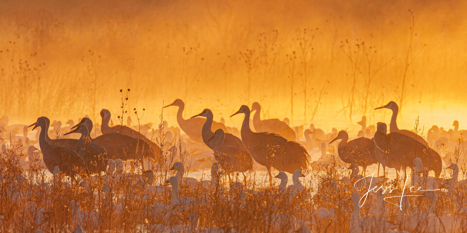 Fine art panoramic landscape photography of Sandhill Crane silhouettes in thick white fog at Bosque del Apache, New Mexico, featuring high-contrast tones.