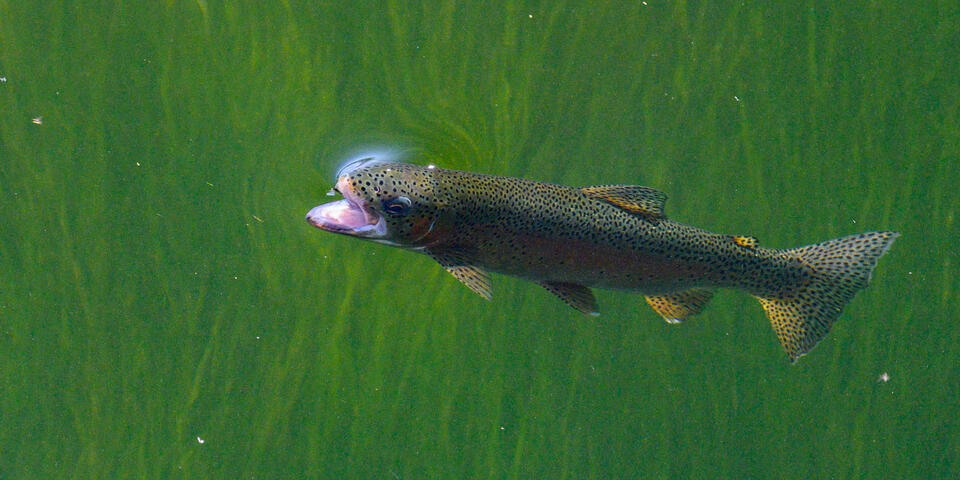 Feeding Time for a Rainbow print