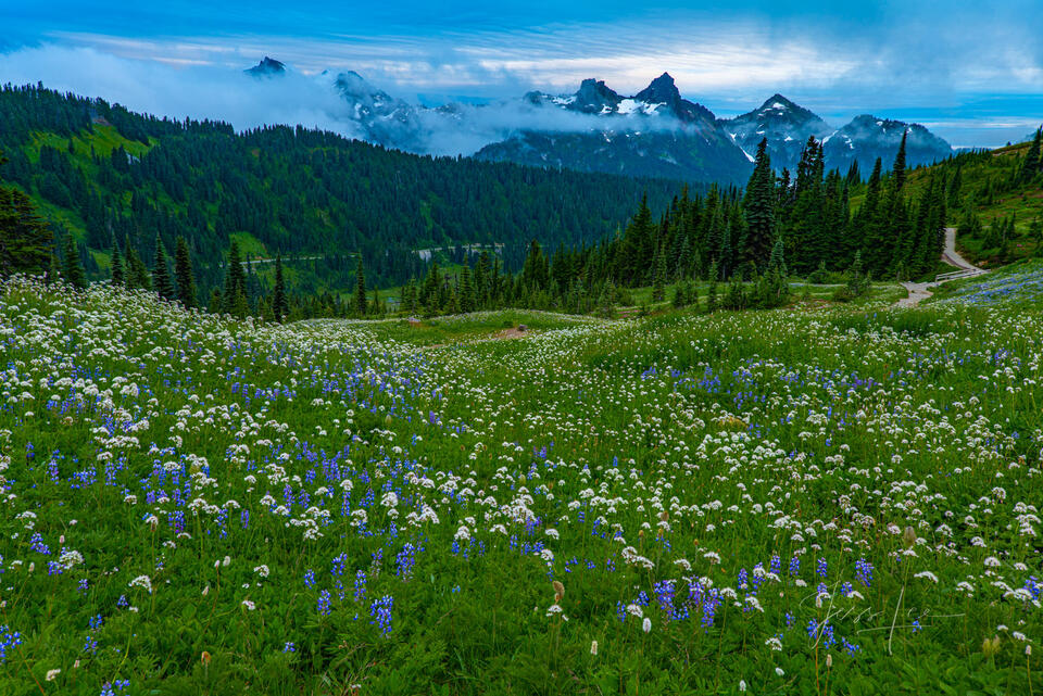 Mount Rainier Meadow print