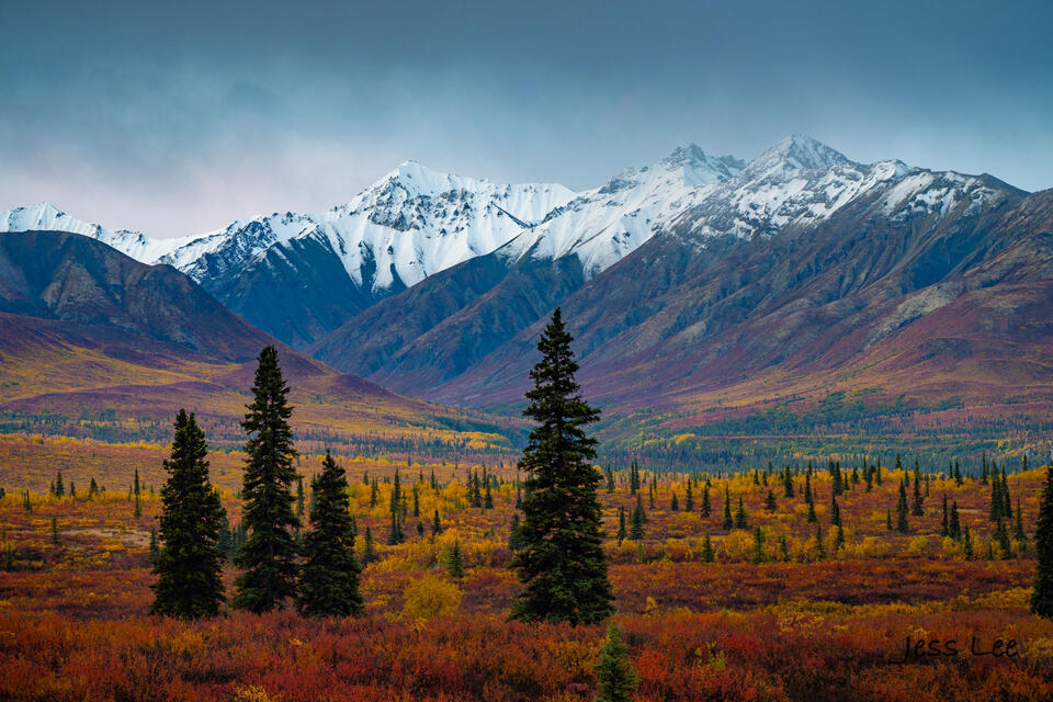 Alaska Photos, Beautiful Photography, Colorful Forest