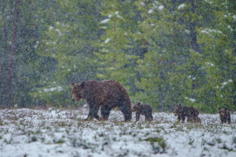 399 with Four Cubs in the Snow print