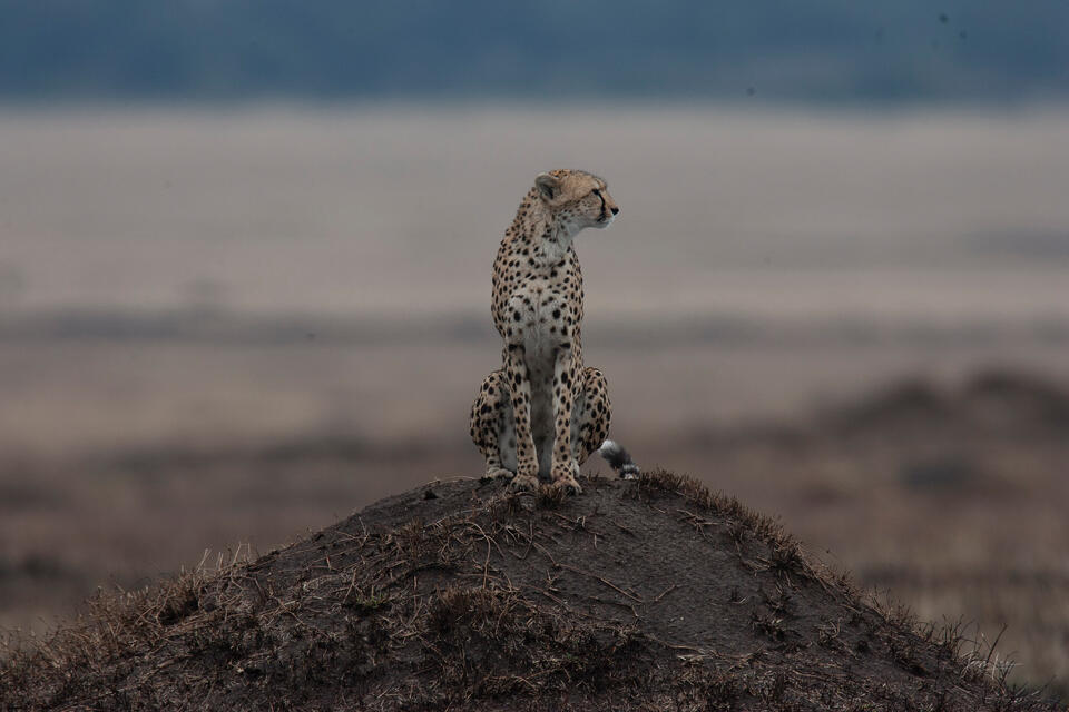 Cheetah on Mound in Open Savannah Photography Print print