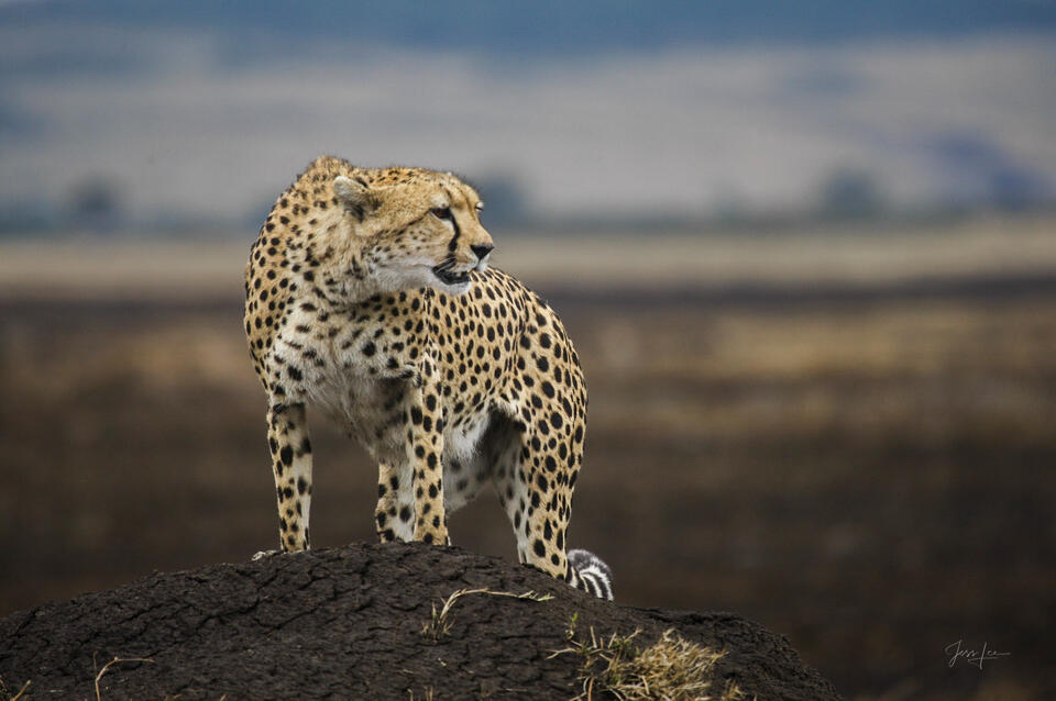 Cheetah on the African Plains Photography Print print