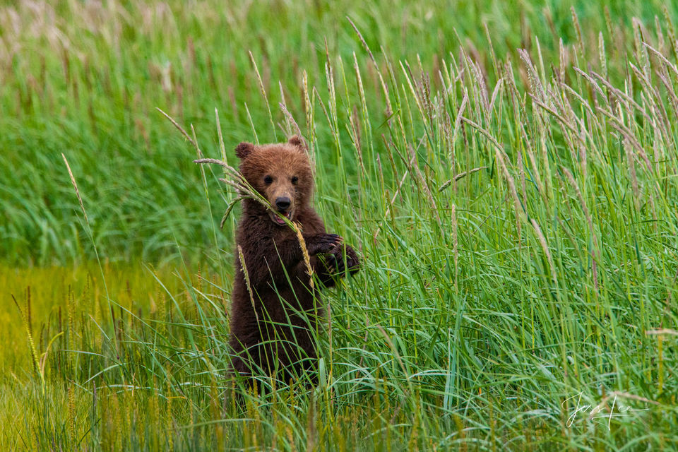 Lone Brown or Grizzly Bear cub Photo print