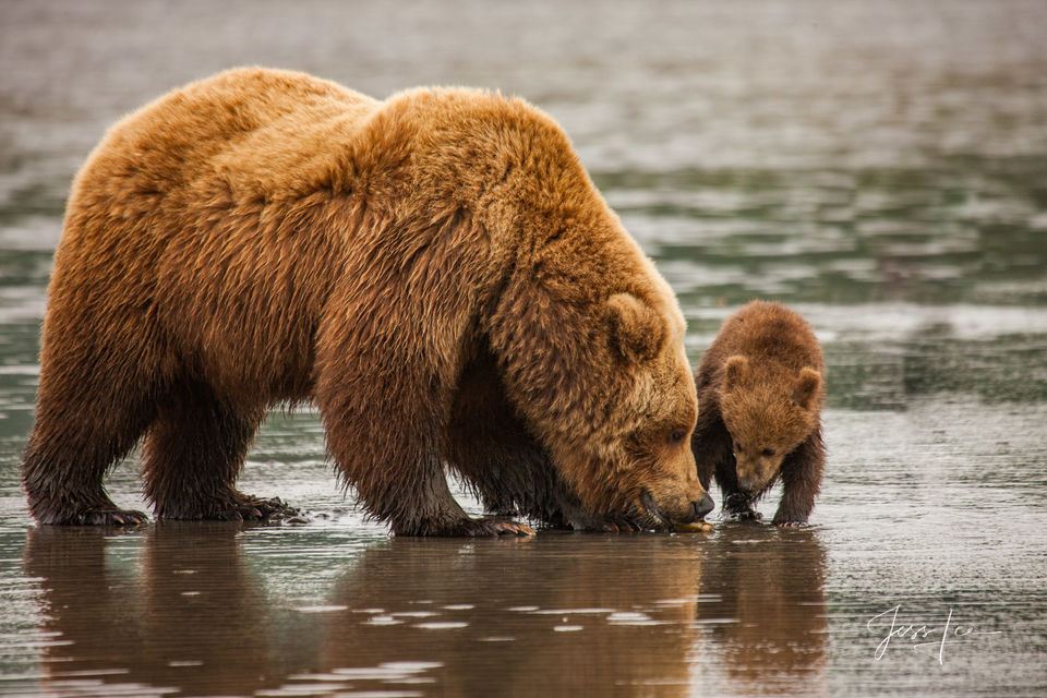 Breakfast on the beach with the bears. Photo print