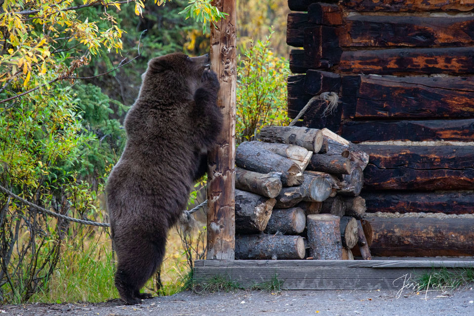 Grizzly marking range print