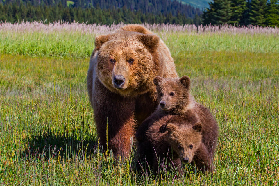 Brown Bear Mom and cubs print