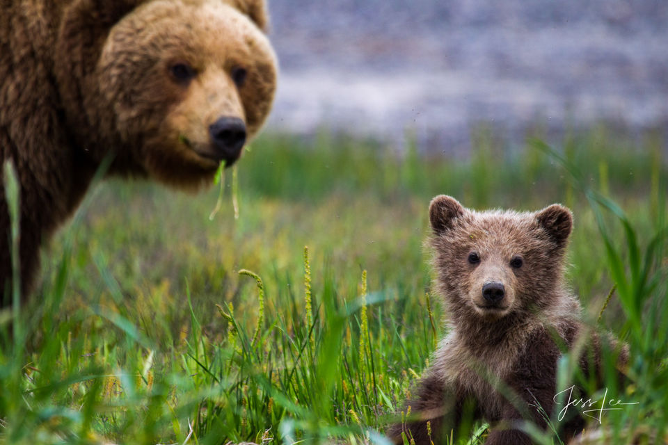 Brown Bear Photo print