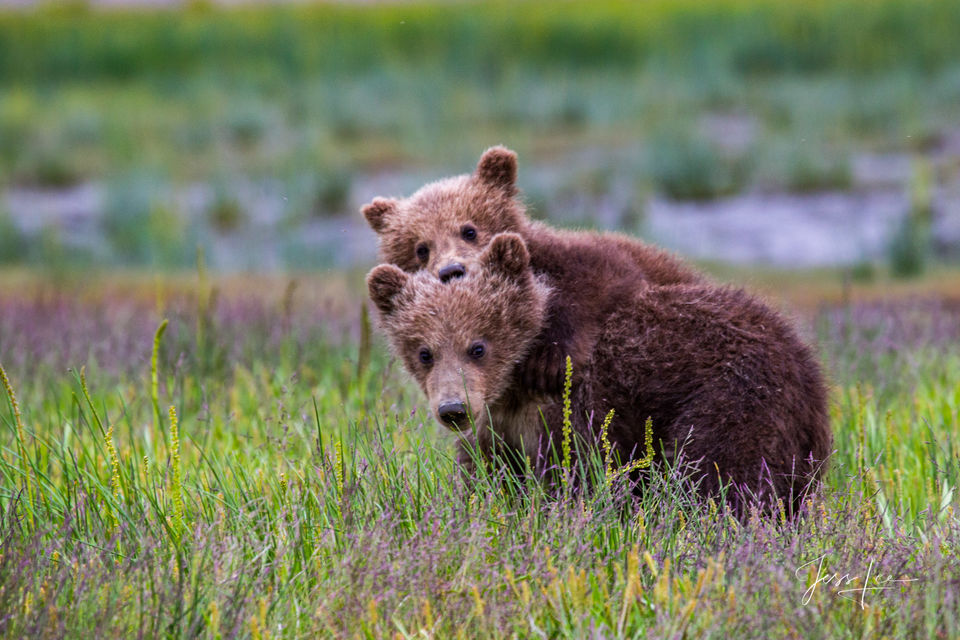 Brown Bear Photo print