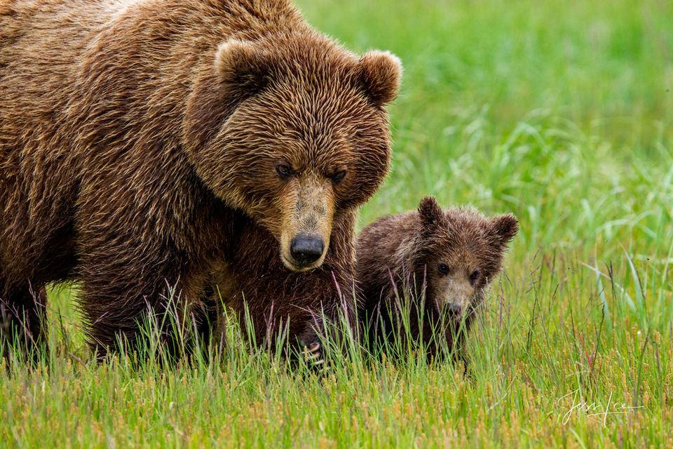 Brown Bear with little cubs Photo print