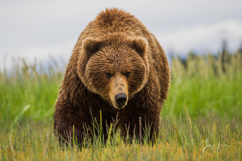 Brown or Grizzly Bear big boy Photo print