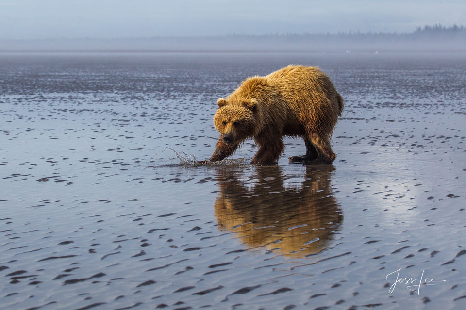 Brown Bear clamming Photo print