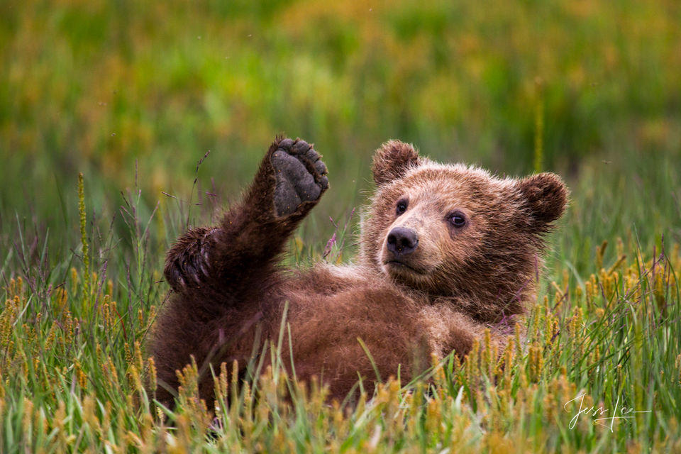 Brown Bear Footsies  print