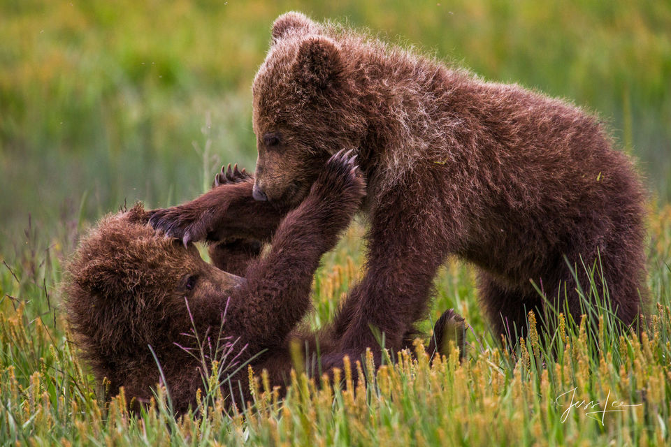Grizzly Bear cubs wrestling  print