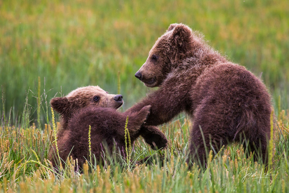Brown Bear Cubs at Play  print